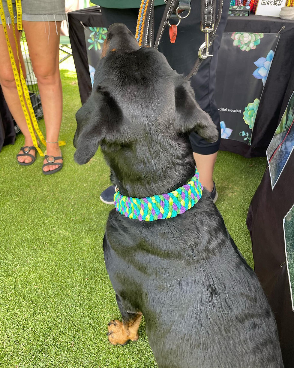Thumbnail: Dog collar with 5 Paracord 
