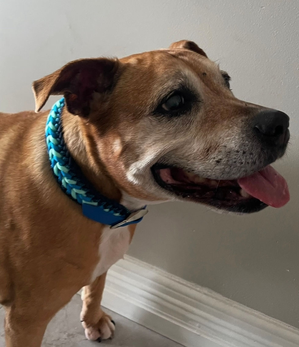 Thumbnail: Big Collar with Biothene adapter 