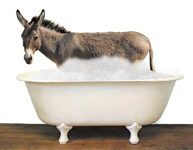 Image result for donkey in bathtub law