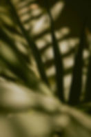 Planta