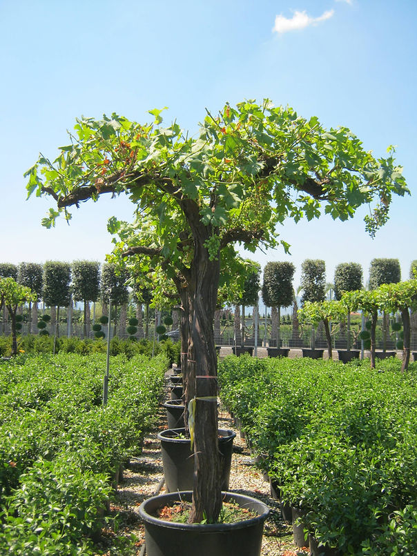 vecchi tronchi di Vitis Vinifera, solo essa può produrre viti ma messa o anche altre famiglie di vite
