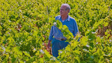 Antico Palmento, l'eccellenza del Primitivo in Manduria