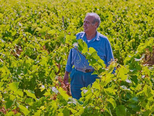 Antico Palmento, l'eccellenza del Primitivo in Manduria