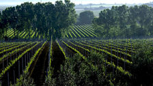Casale del Giglio, interprete del rilancio dei vini laziali