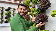 Una coltivazione idroponica verticale nel giardino del locale