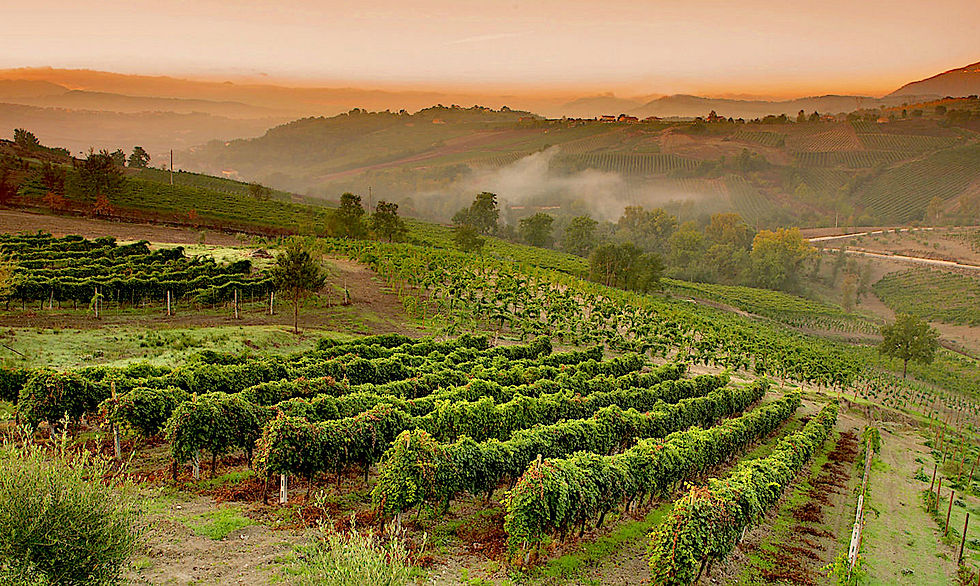vigneti per la produzione del Taurasi