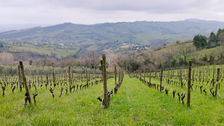 I tasting de La Màdia: Castelli di Jesi Verdicchio Riserva Docg Classico