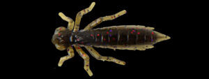 Thumbnail: Leurre Souple FISHUP Dragonfly