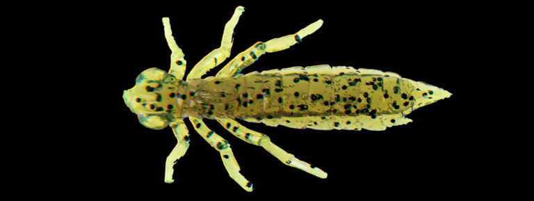 Thumbnail: Leurre Souple FISHUP Dragonfly