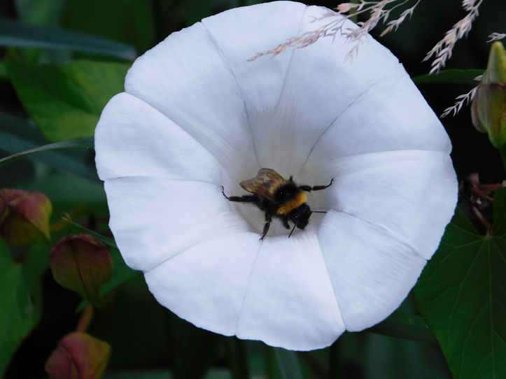 bee in flower.jpg