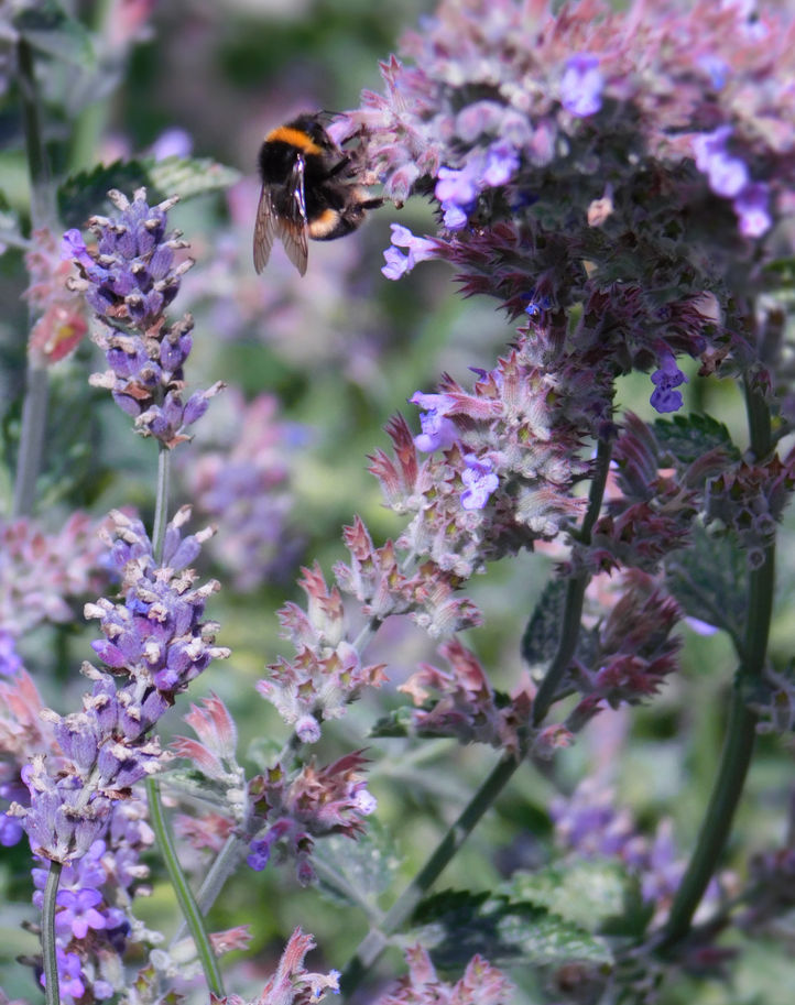 Bee lavander 3.jpg