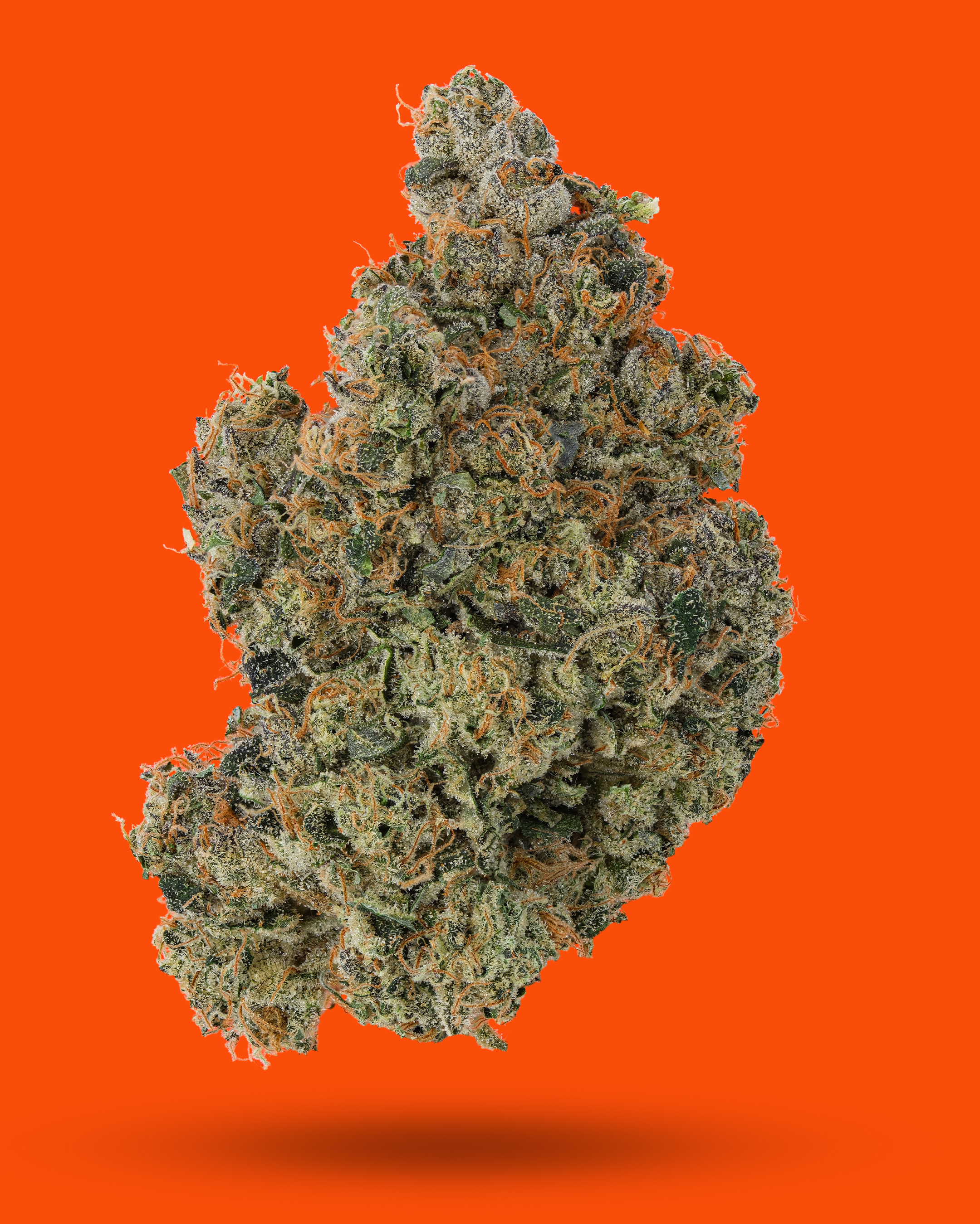 Sour Encounters harvested flower, as labeled by the cited photo source