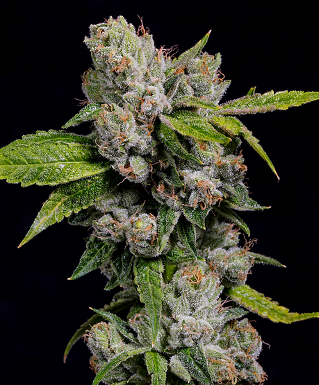 Crossroad Chem