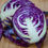 Thumbnail: Red Cabbage