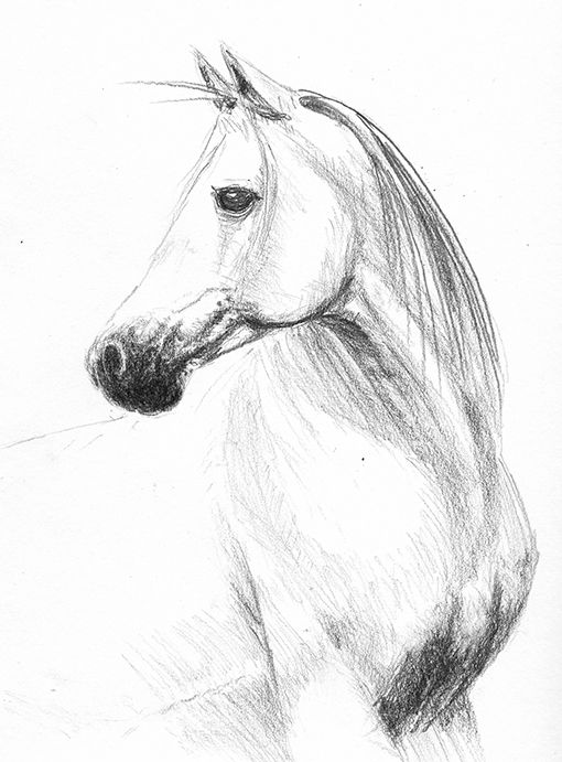 Horse 2