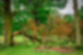 A fallen tree in parkland .jpg