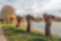 Long row of freshly pruned pollard willows along a lake. It is a sunny day at the end of