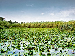 Basingstoke, Canal, Authority, fishing, Angling, hampshire, surrey, bcaafish
