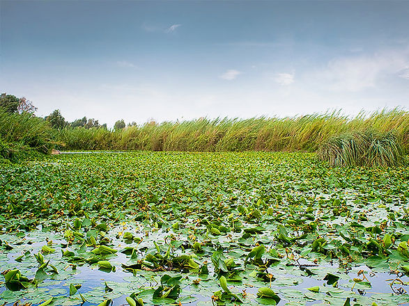Lily Pad Pond