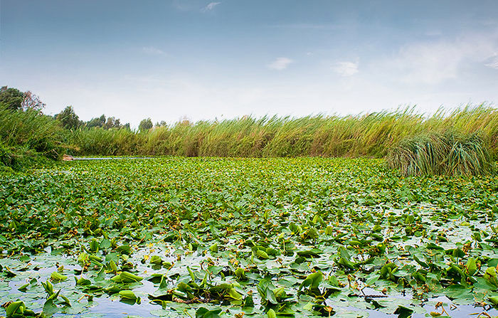 Lily Pad Pond