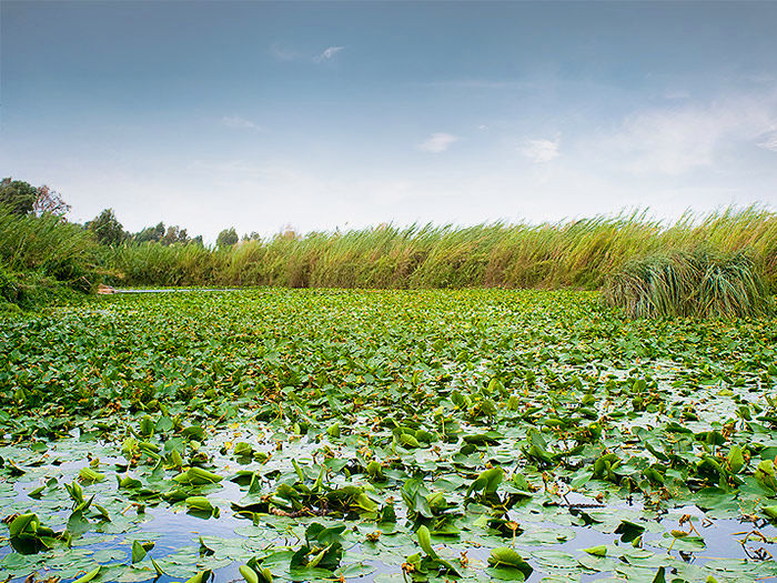 Lush Water Lilies