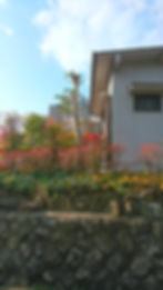 剪定後4
