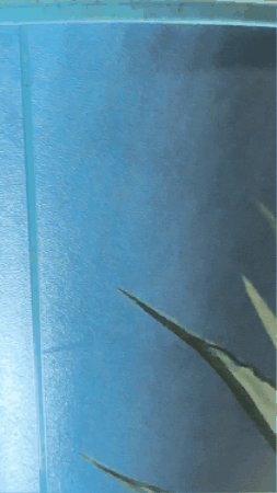 giphy-75.gif