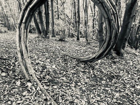 The 5 Wonders of Woodland Walks