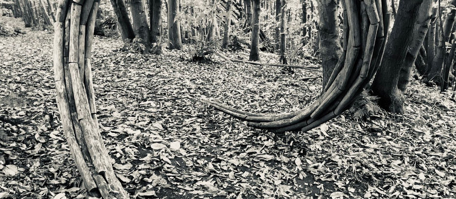 The 5 Wonders of Woodland Walks