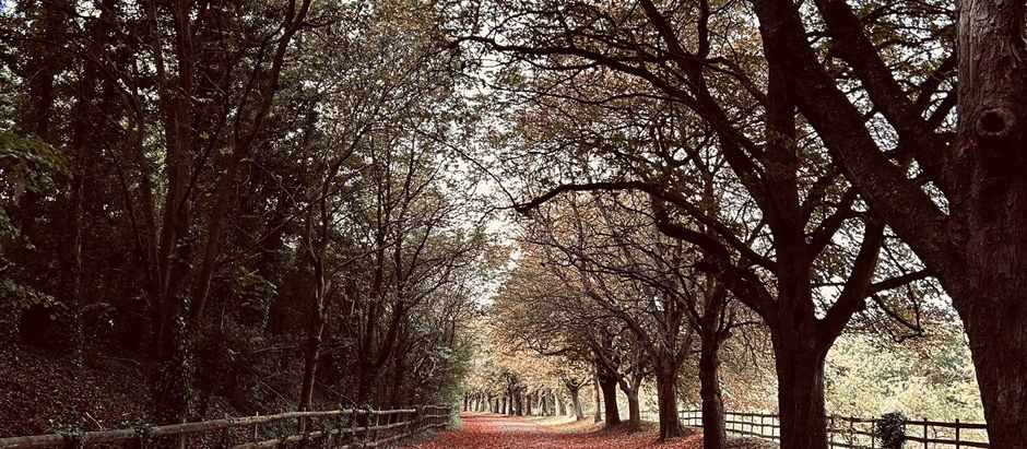 Autumnal Wanderings in Darenth Country Park
