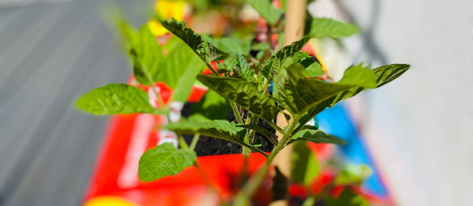 Homegrown tomato, mozzarella and basil salad