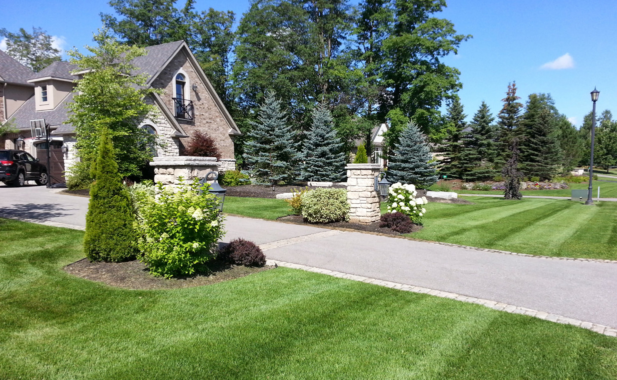 Fresh cut lawn