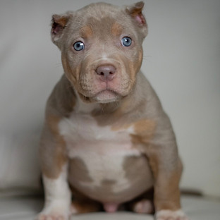 Lilac Tri American Bully Puppy
