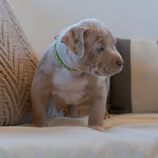 XL American Bully Puppy