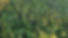 background_calprotree