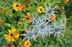 New Drive New Garden Edinburgh