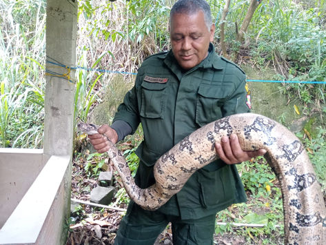 Guarda Ambiental resgata jiboia que engoliu gato em Maria Paula