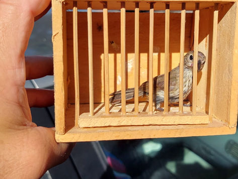 Sete presos por venda ilegal de aves em feira de Bangu