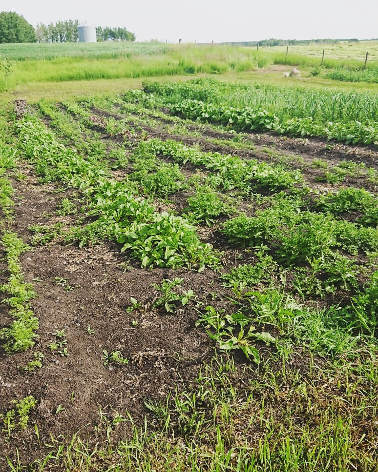 Pre-weeding - July 14