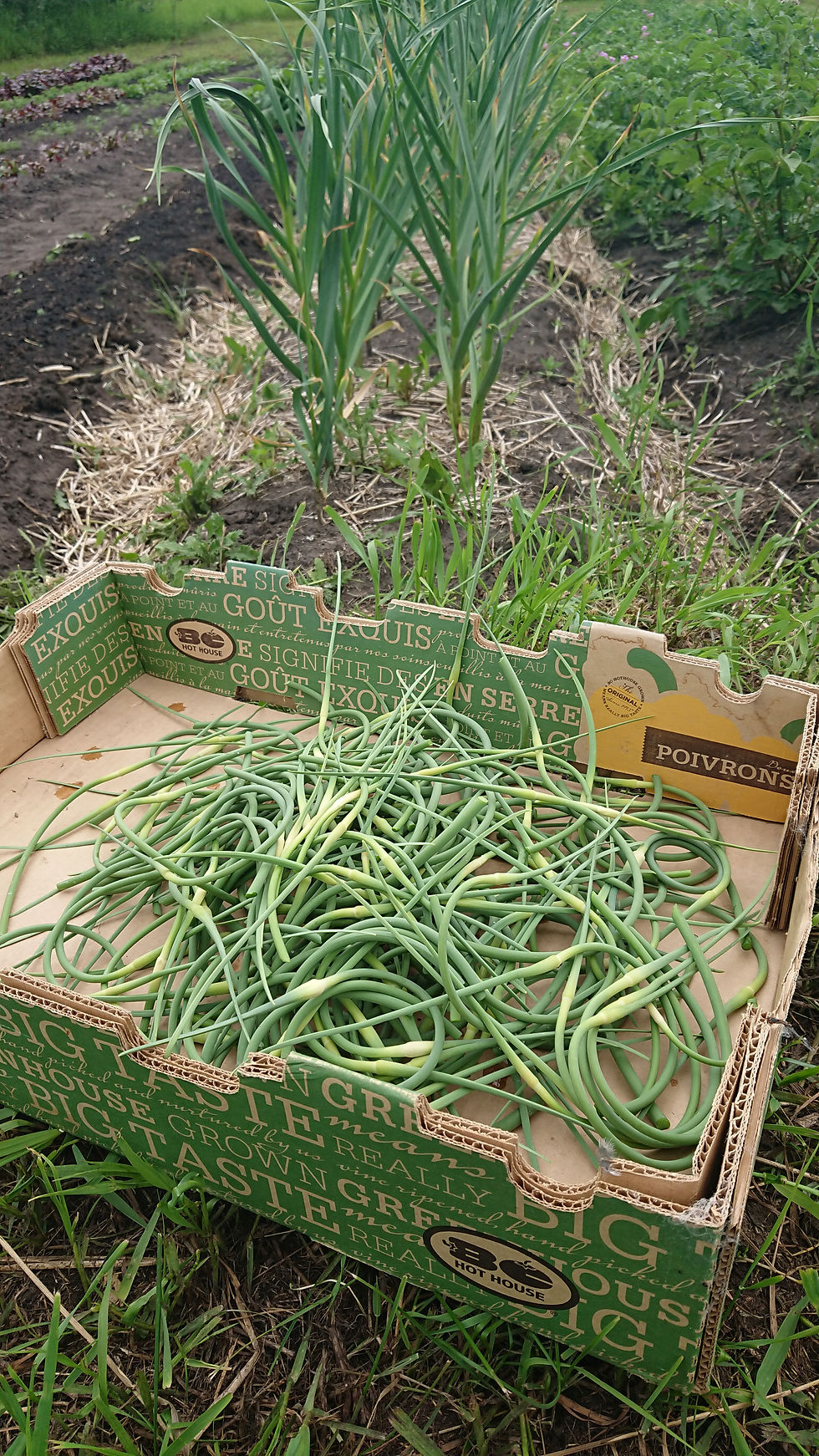 Our garlic scapes harvest!