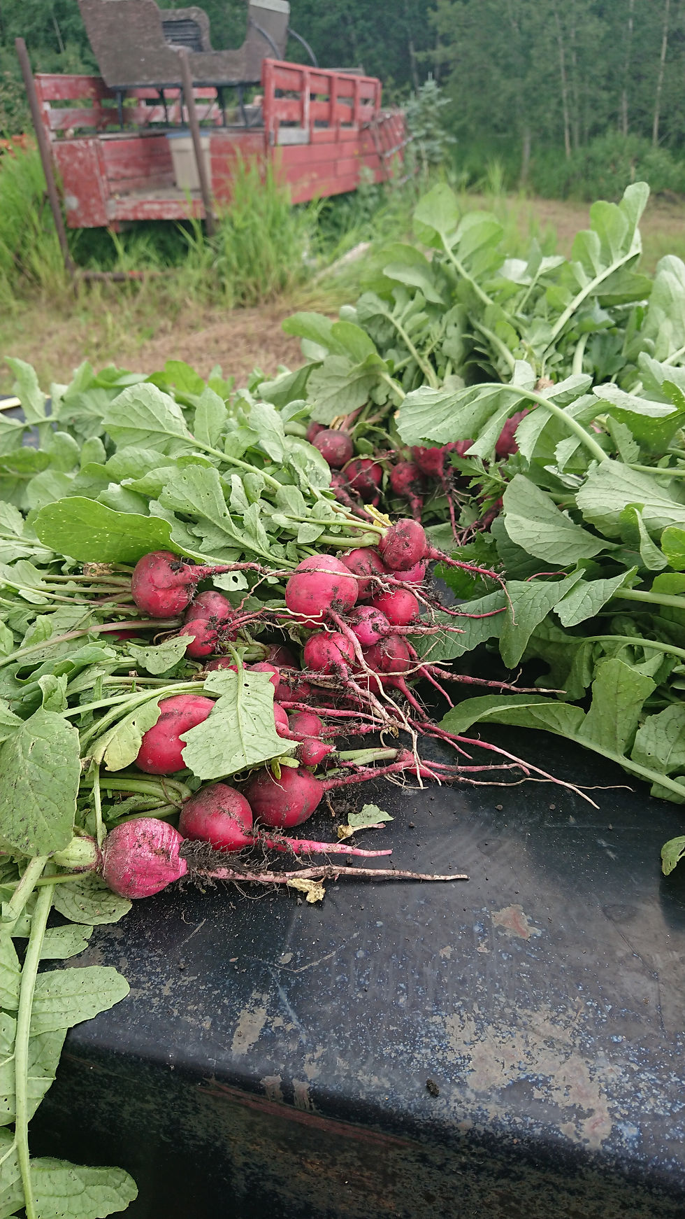 Our Cherry Belle Radish harvest 2019