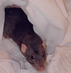 Nina