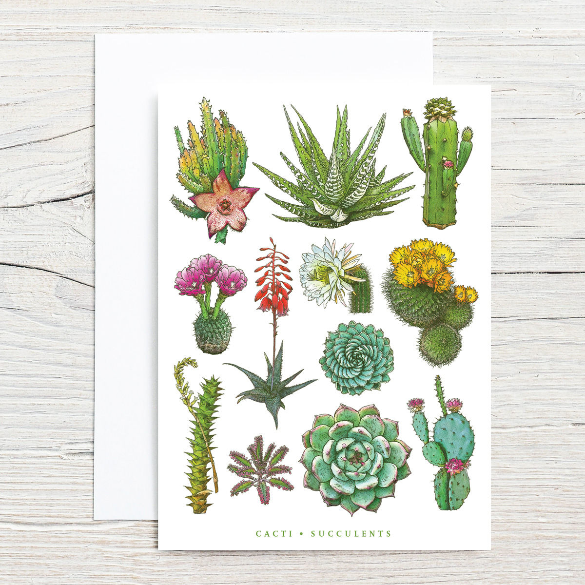 Cacti Beauties 5x7 Notecard Set (8)