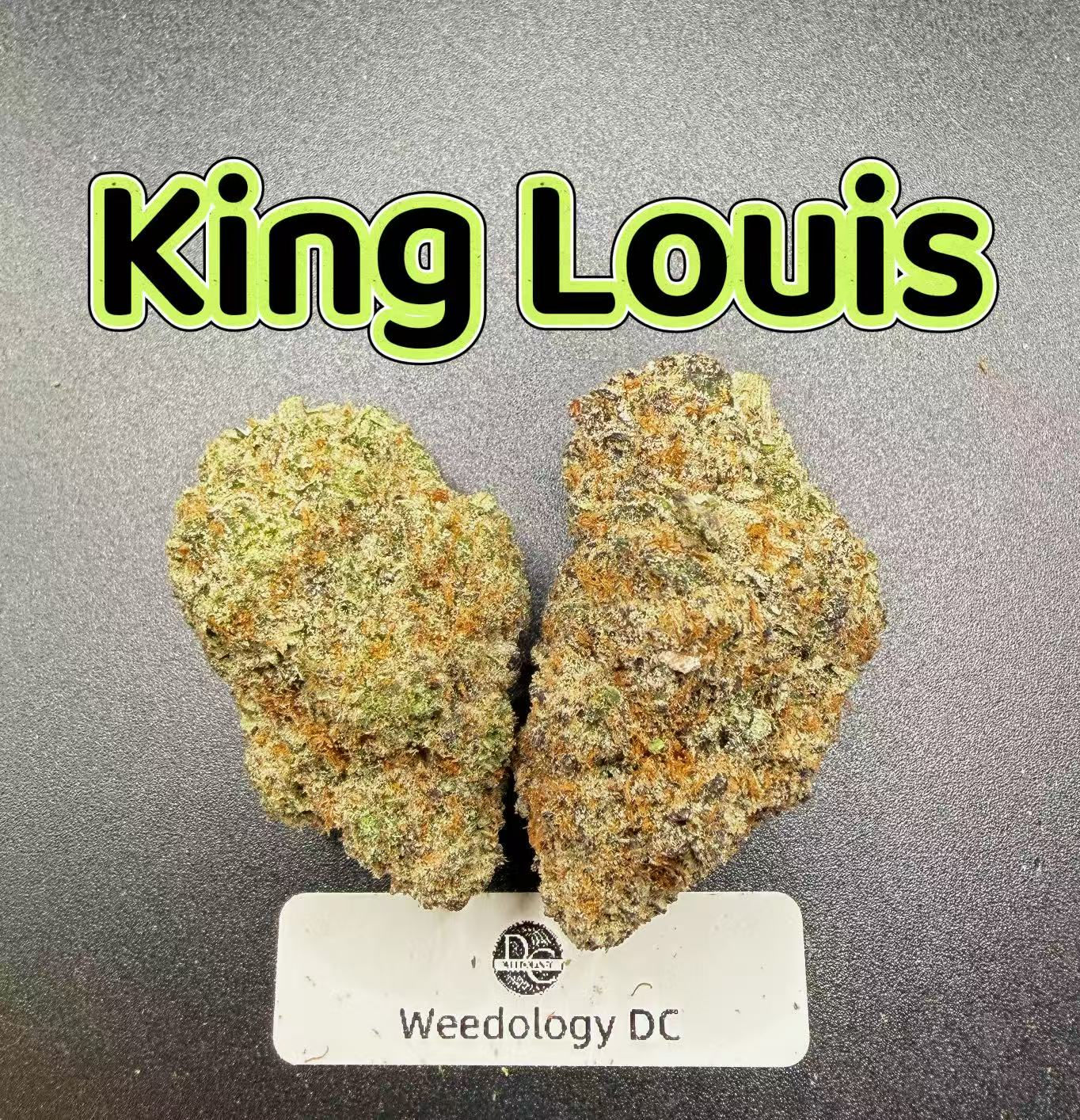 King Louis---Exotics
