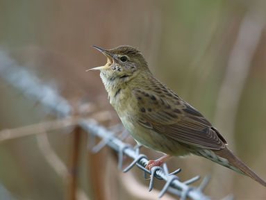 Gropper in the open at last