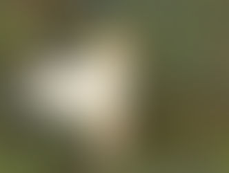 Autumn '25: Back to Local Birding