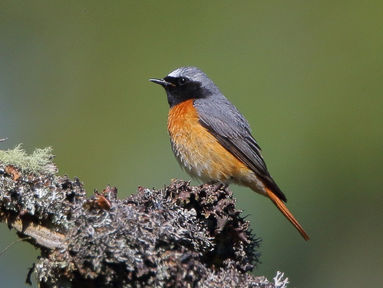 Local Birds in June: Sun, More Sun and Some Beauties