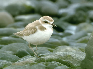 April-June 2026: Local Birds & Rare Plover