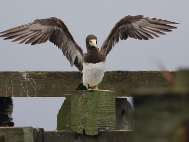 Brown Booby Bogie conquered at last!
