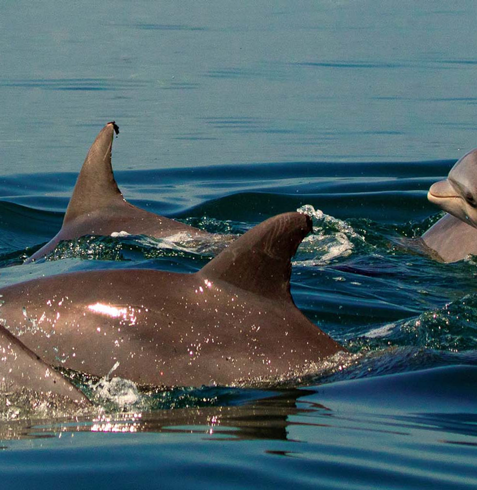 New Smyrna Beach Dolphin